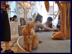 Cat Café